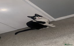 Domestic Shorthair cats for sale: 2 year old male cat - Image 14