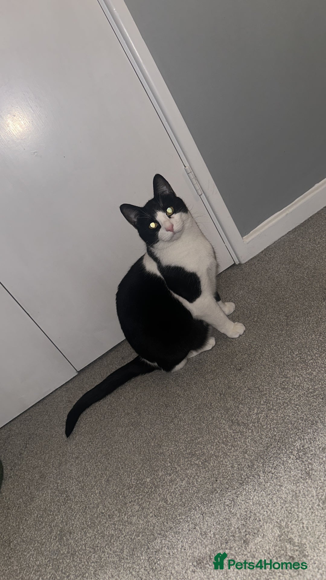Domestic Shorthair cats for sale: 2 year old male cat - Image 14