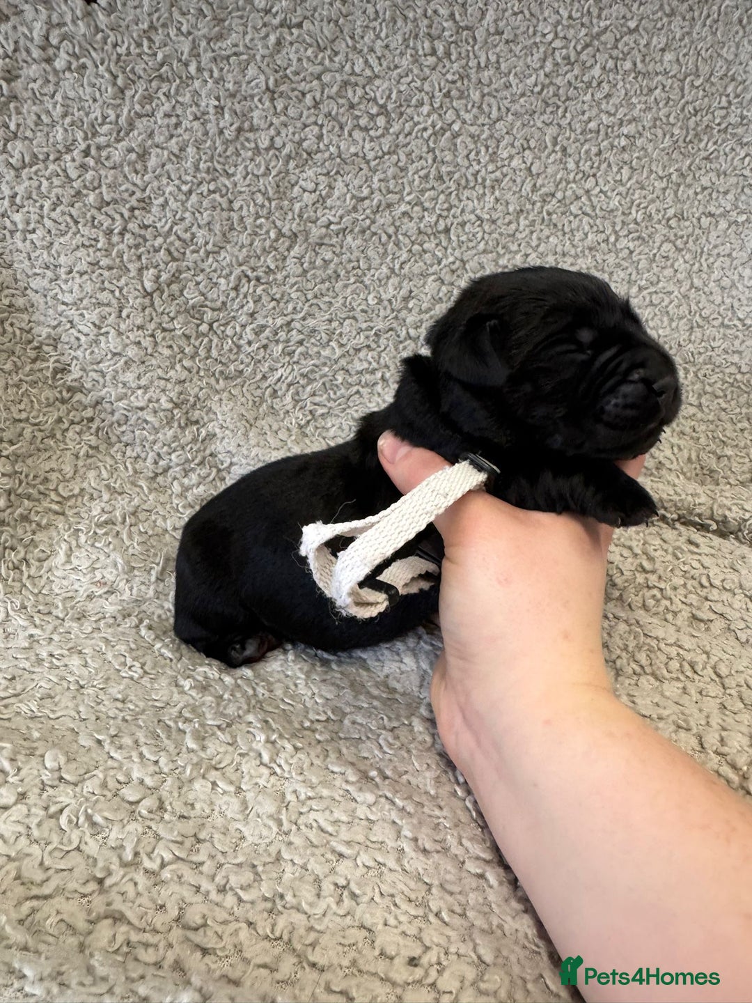 Goldador dogs for sale: Gorgeous Black Goldadors   - Advert 8