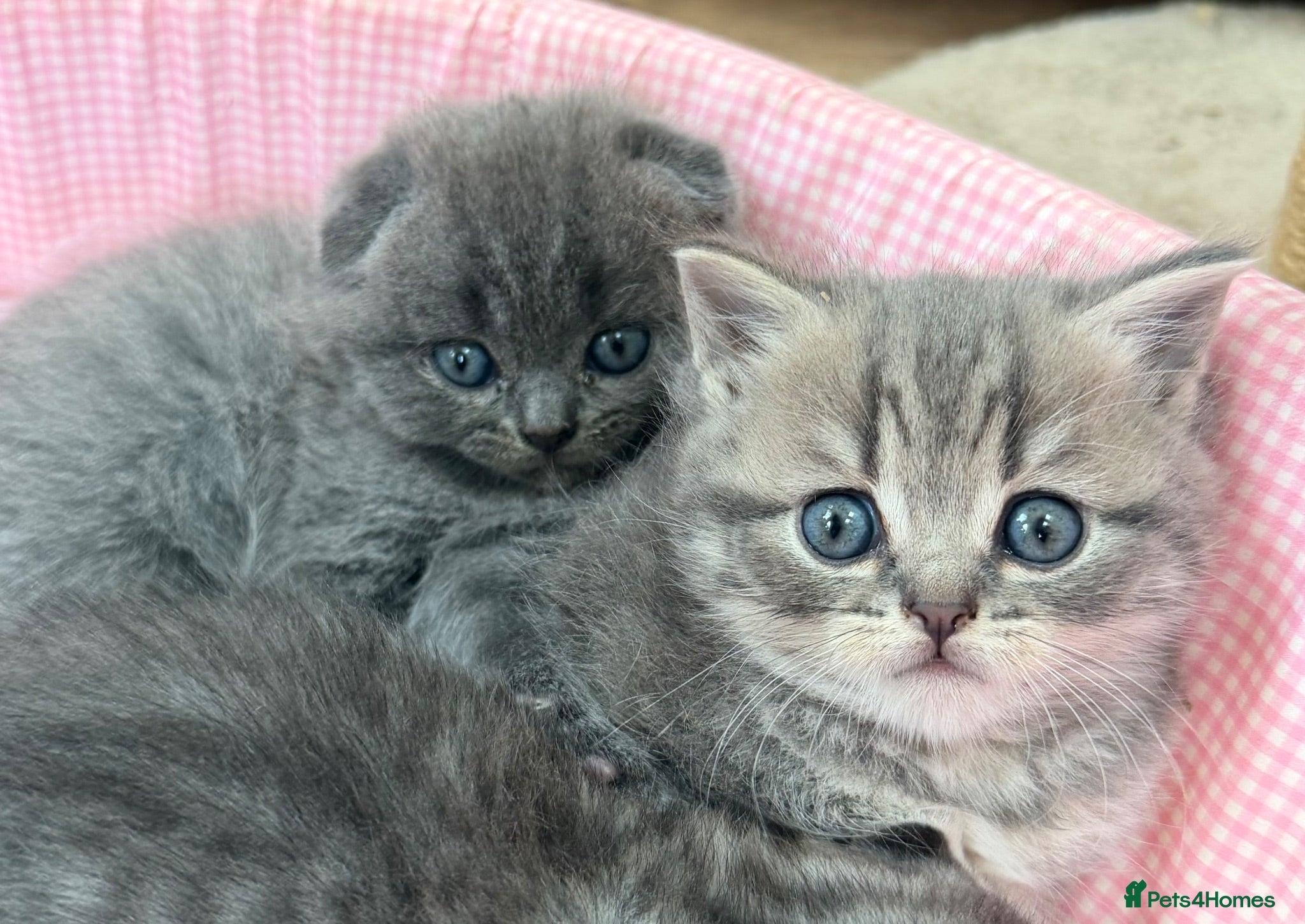 Scottish Fold cats 😊Tabby Scottish fold  - Advert 2