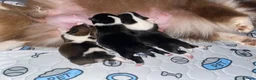 Pomchi dogs for sale: Female Pomchi for sale 🩷 - Advert 11
