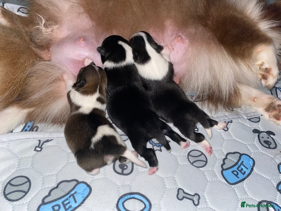 Pomchi dogs for sale: Female Pomchi for sale 🩷 - Advert 11