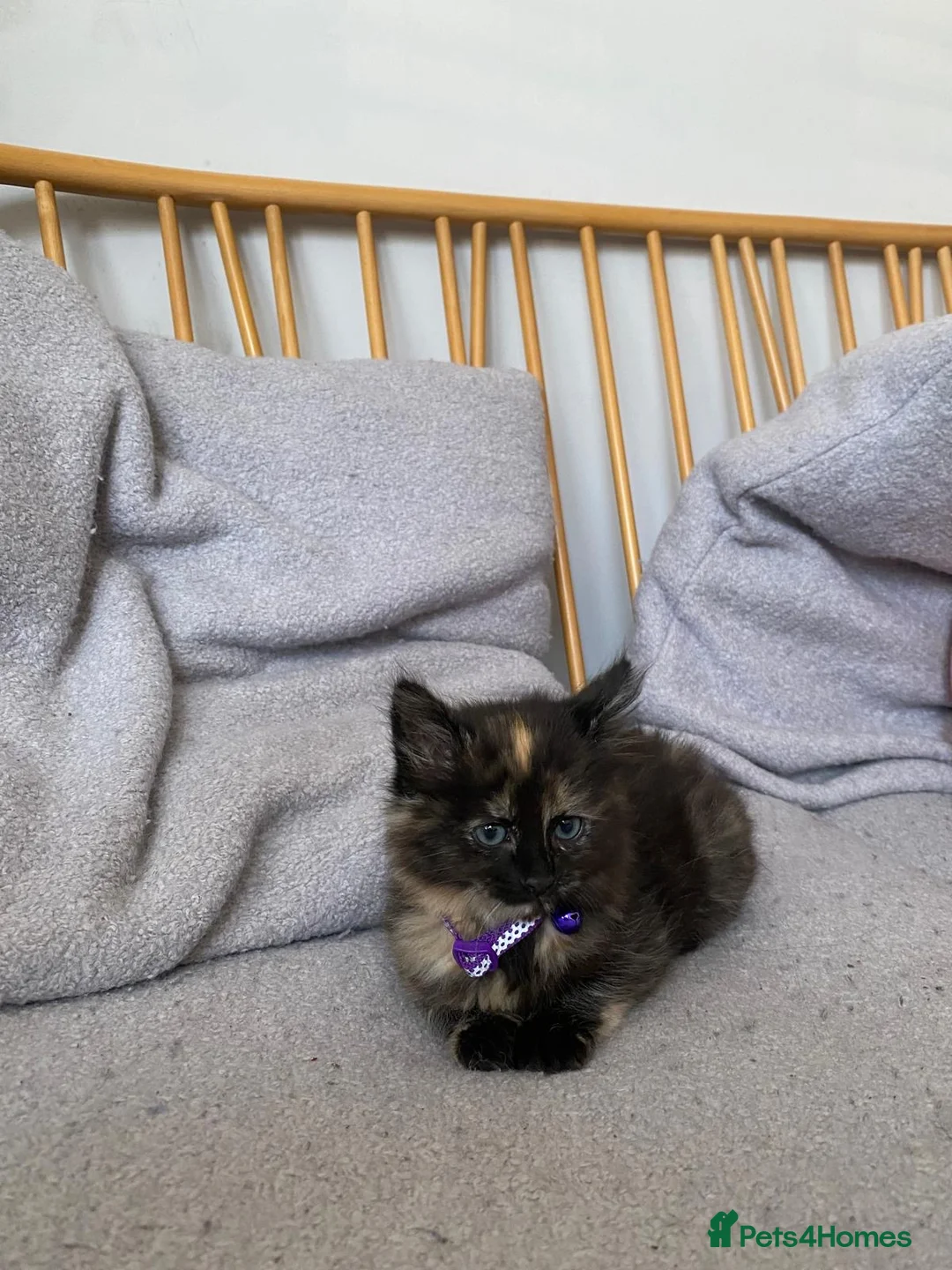 Mixed Breed cats for sale: Mixed with Ragdoll kittens - Advert 13