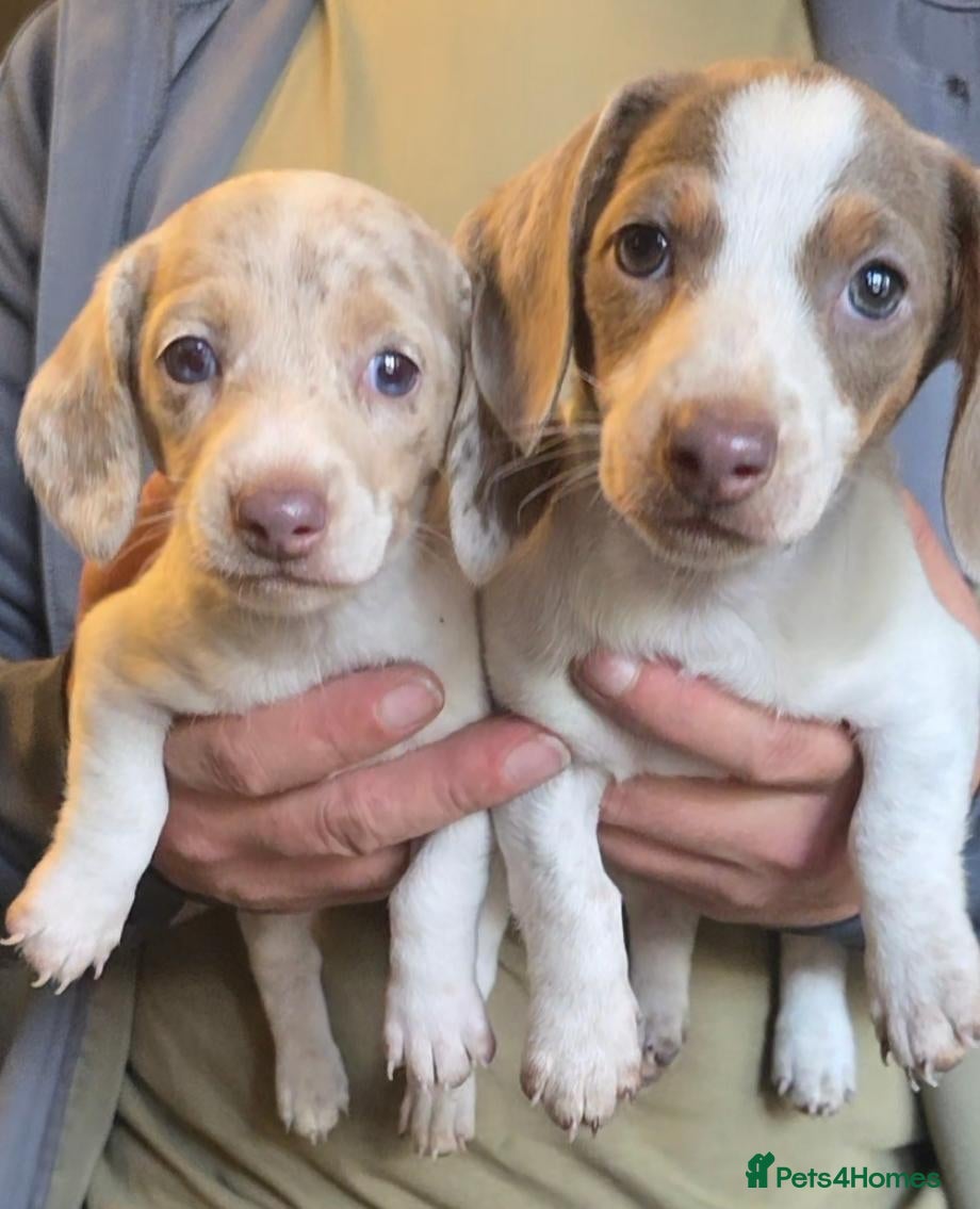 Dachshund dogs Cheeky Mini daschunds babies - Advert 2