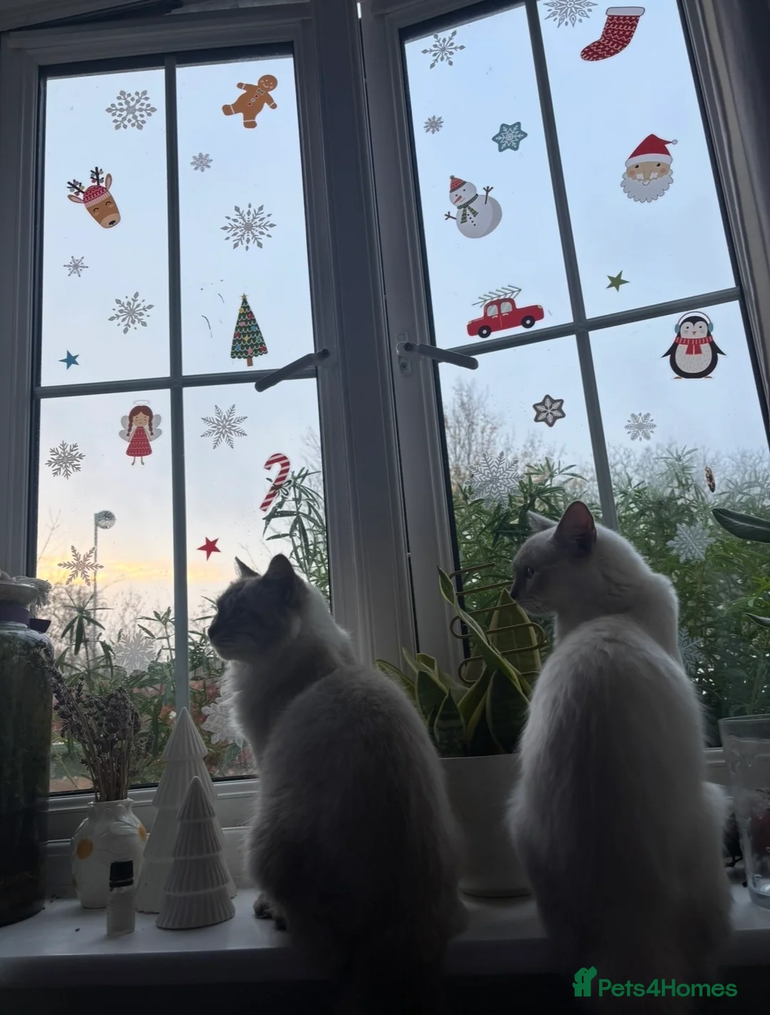 Ragdoll cats for sale: 🌸Beautiful seal lynx queen🌸 - Advert 3