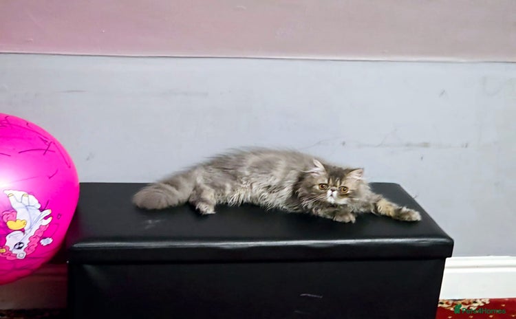 Persian cats for sale - Advert 1