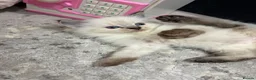 Ragdoll cats for sale: Ragdoll kittens - Advert 10