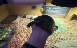 Tortoise reptiles for sale: Male spur thighed tortoise - Advert 3