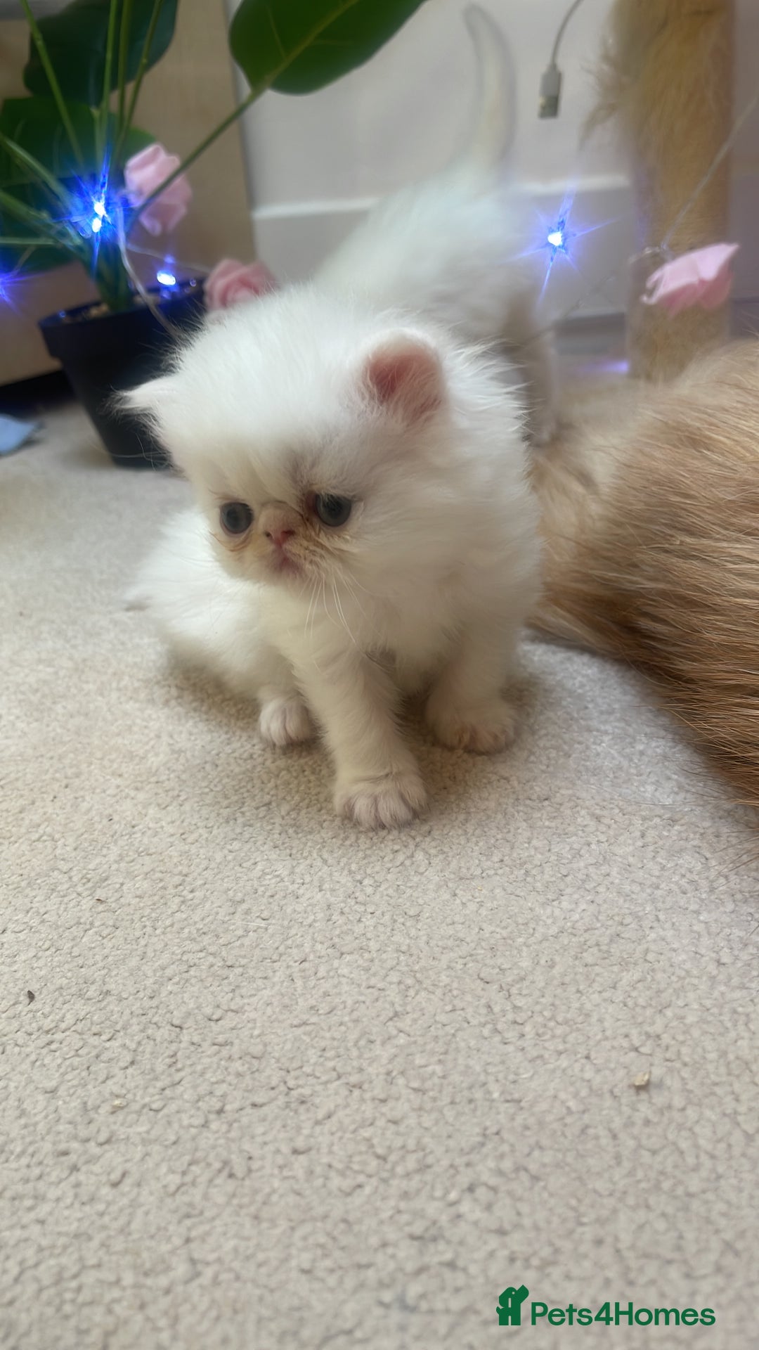 Persian cats for sale: ♥️🍃 ꨁ EXOTIC PERSIAN DOLL FACE KITTENS FOR SALE - Advert 18