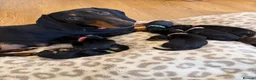 Dachshund dogs for sale: Dachshund Puppies - Ready to reserve - Advert 10