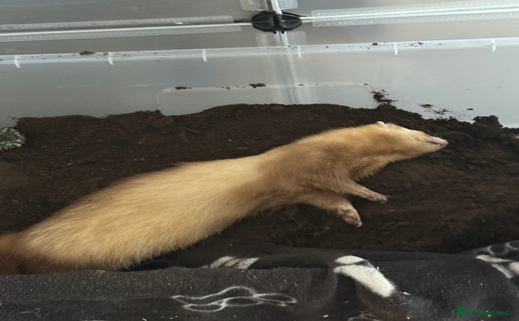 Ferret rodents - Advert 1