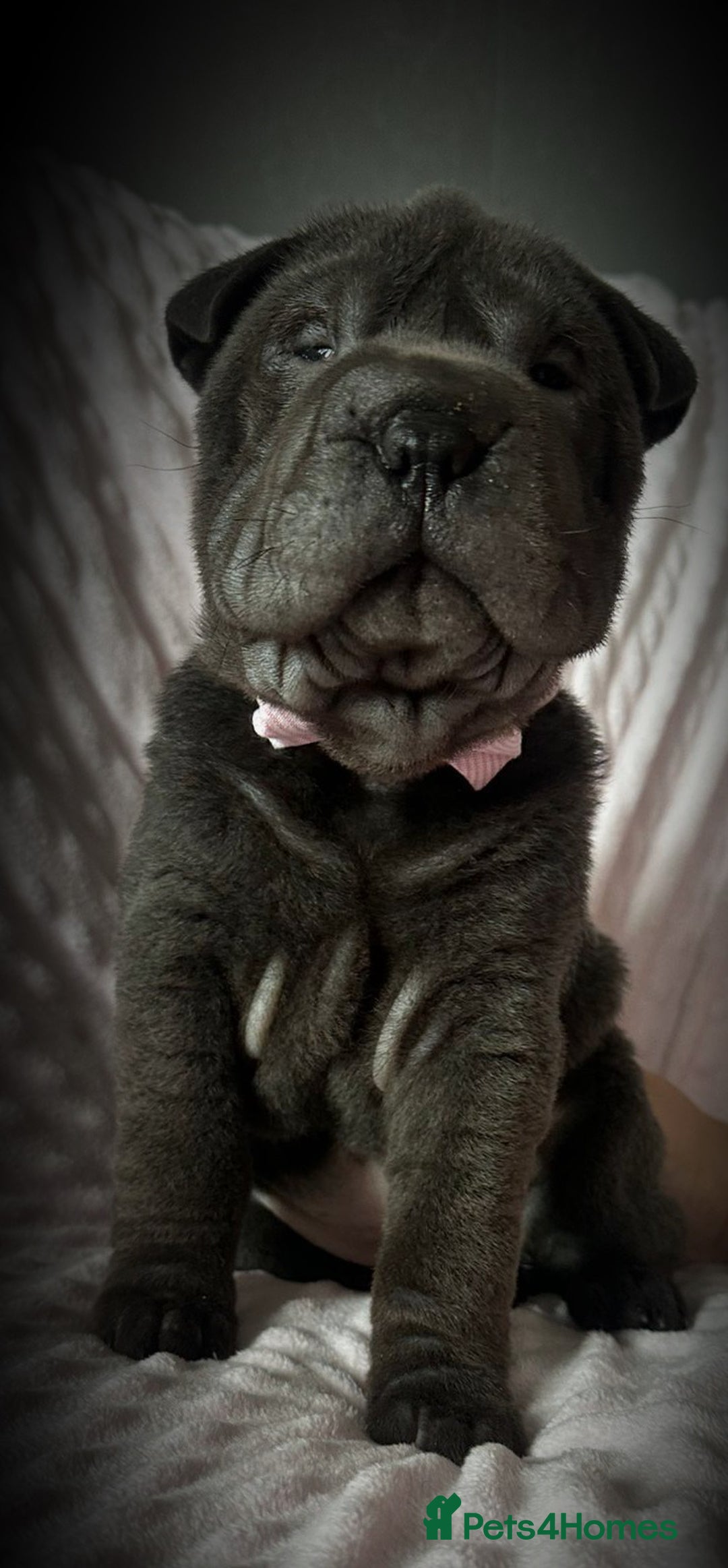 Shar Pei dogs for sale: Sharpei pup. LAST GIRL! - Advert 4
