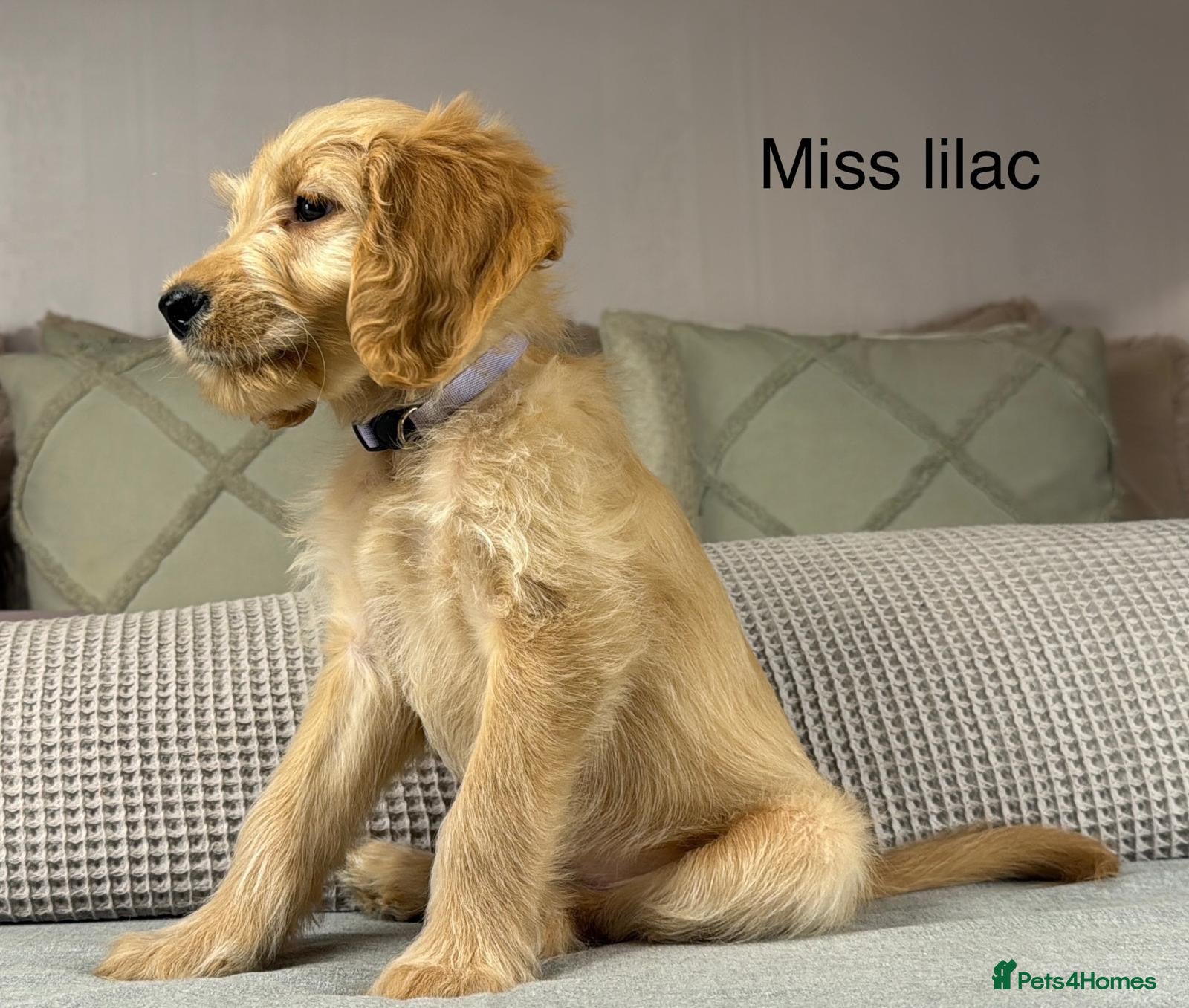 Goldendoodle dogs BEAUTIFUL HEALTHY LOVING PUPPIES  - Advert 2