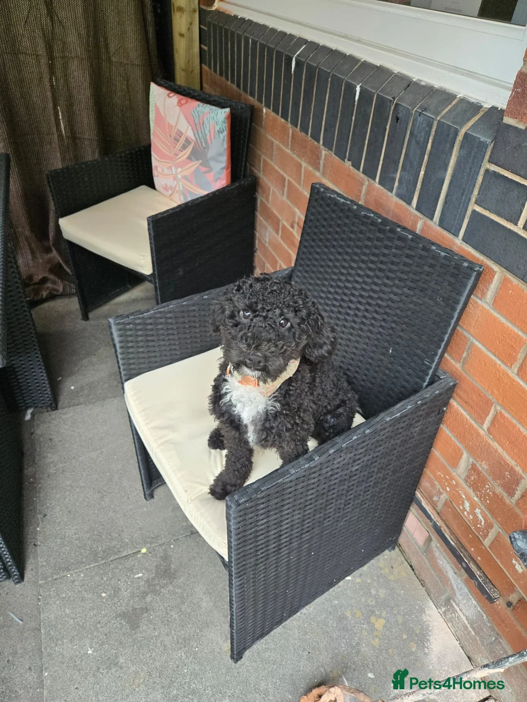 Cockapoo dogs for sale: Nova the Cockapoo  - Advert 4