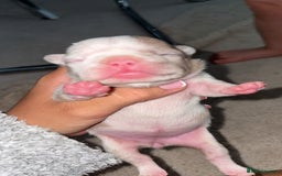 French Bulldog dogs for sale: French bulldog puppies  - Image 3