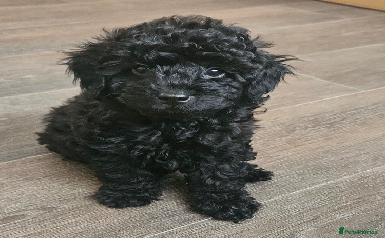 Toy Poodle dogs - Advert 1