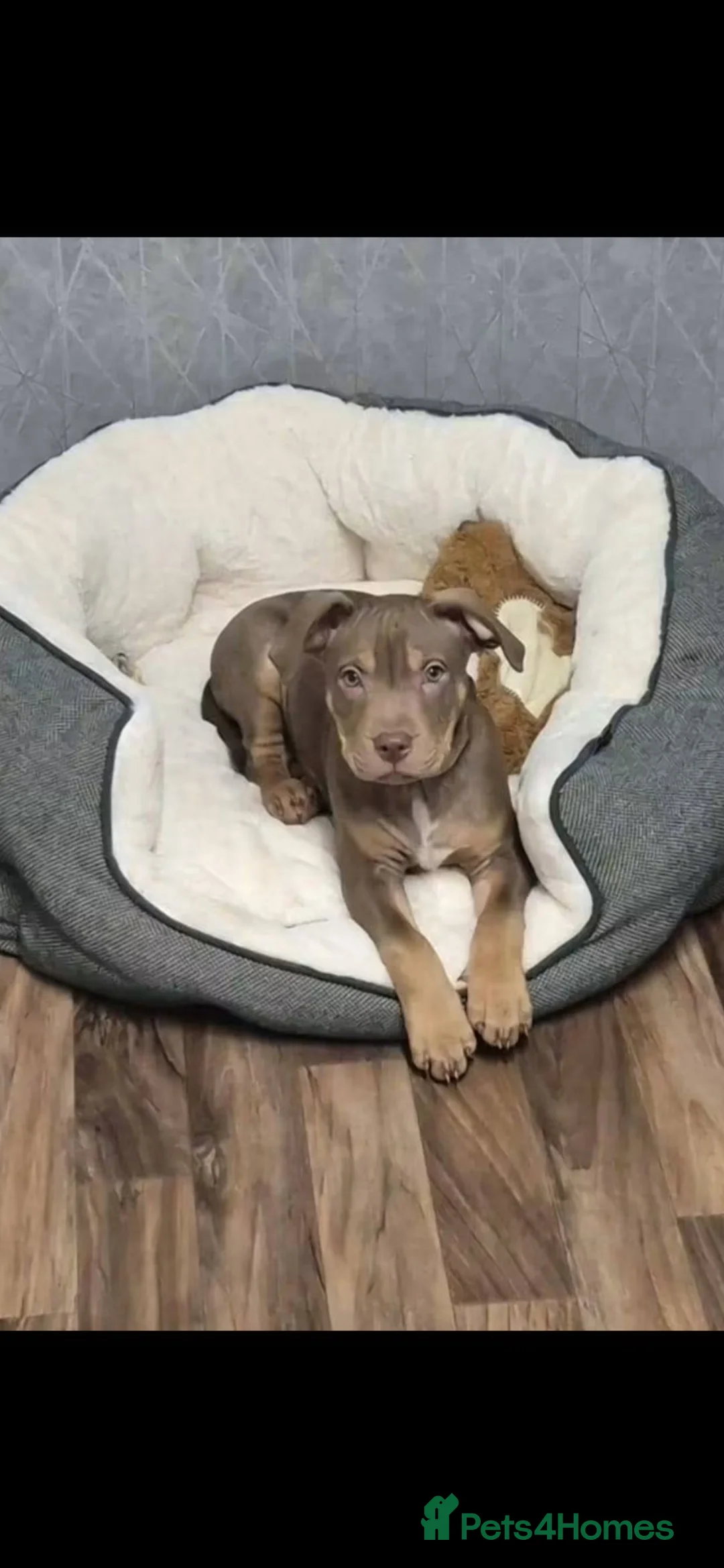 Mixed Breed dogs for sale: Staffy mix - ready for forever home  in Redditch - Advert 3