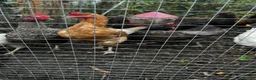 Hens poultry for sale: Hens for sale £15 each mix - Advert 5