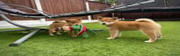 Japanese Shiba Inu dogs for sale: KC registered Japanese Shiba Inu puppies - Advert 10
