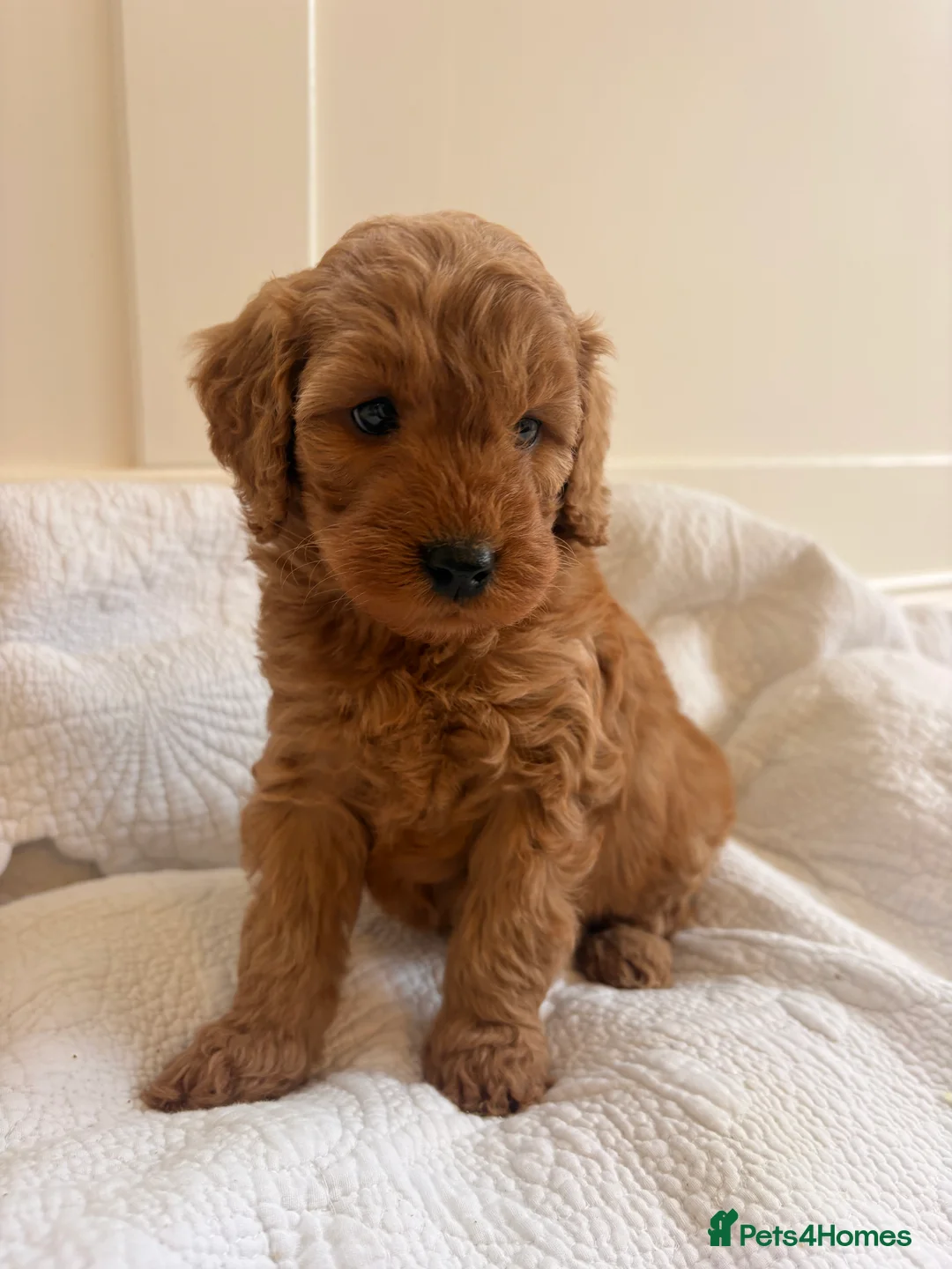 Labradoodle dogs for sale: LICENSED BREEDER QUALITY MINI LABRADOODLES - Advert 10