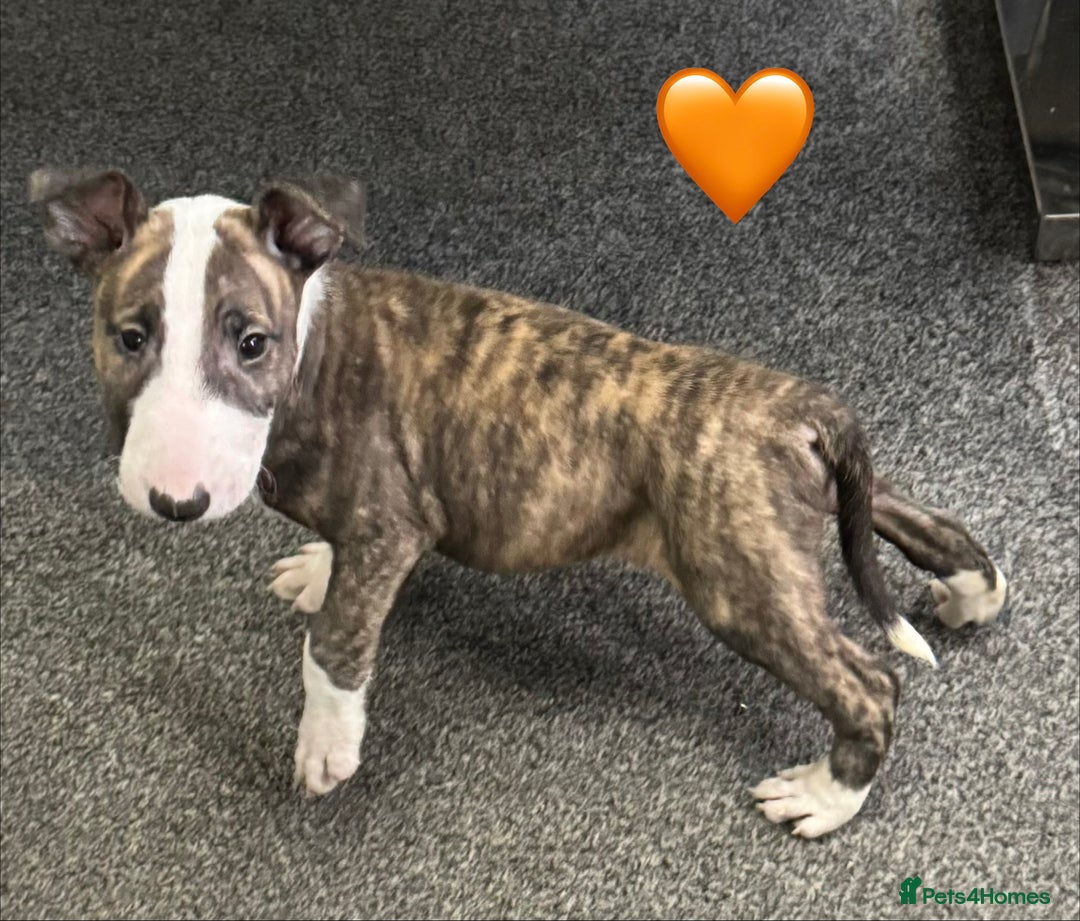 English Bull Terrier dogs for sale: 5 stunning English bull terrier boys  - Advert 9