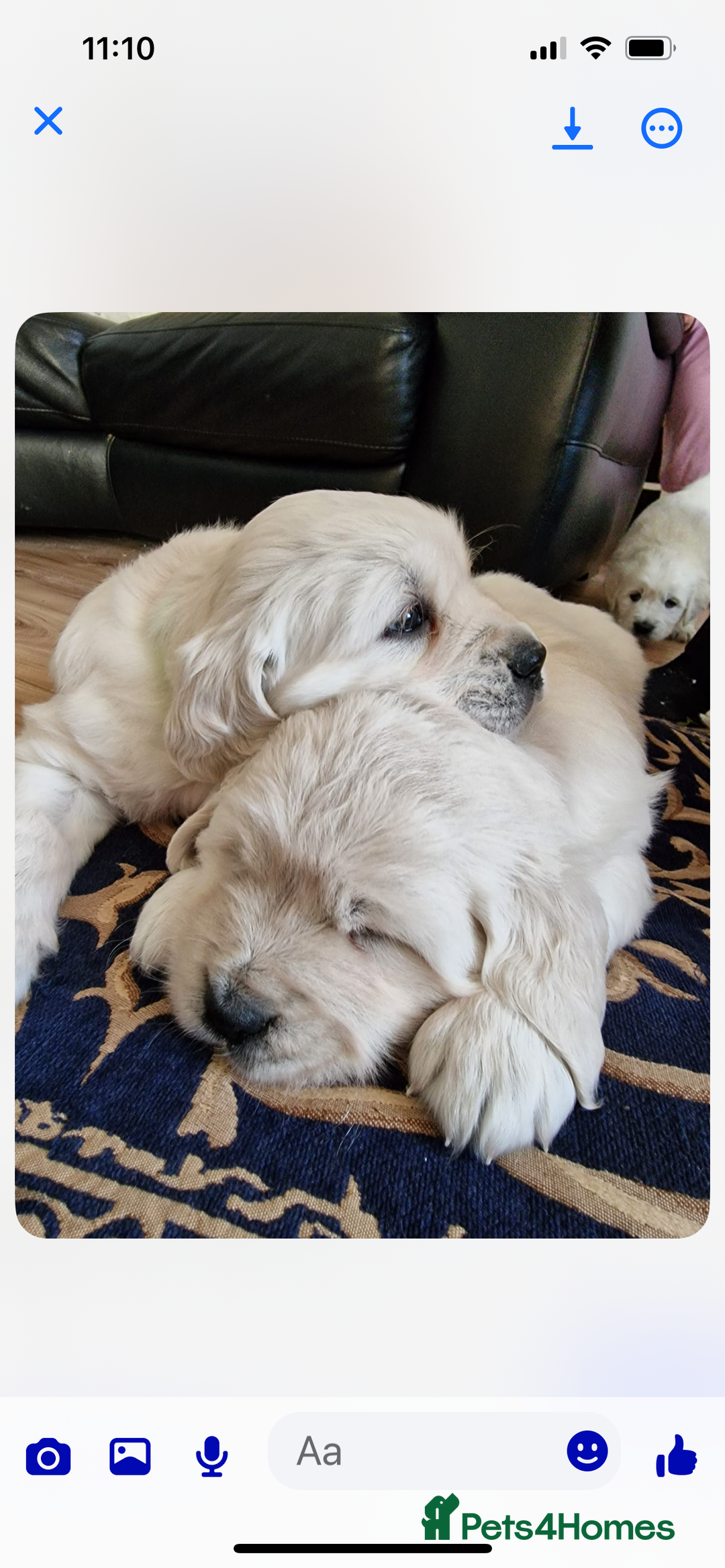 Golden Retriever dogs for sale: 3  Chunky puppies ready 17th December  - Advert 3
