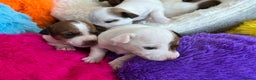 Jack Russell dogs for sale: Stunning Miniature Jack Russell Puppies!!! - Advert 10