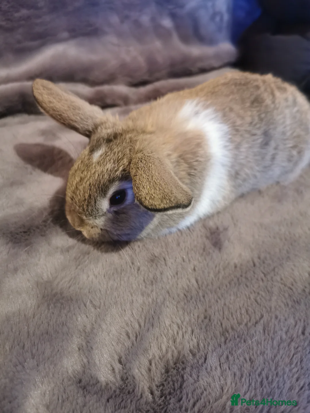 Mini Lop rabbits for sale: Beautiful Mini lop baby Rabbits  - Advert 7