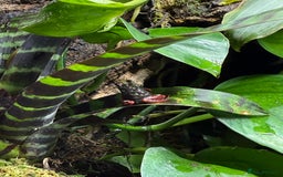 Frog reptiles for sale: Sant Isabel dart frogs froglets - Image 3