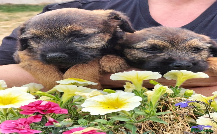 Border Terrier dogs - Advert 1