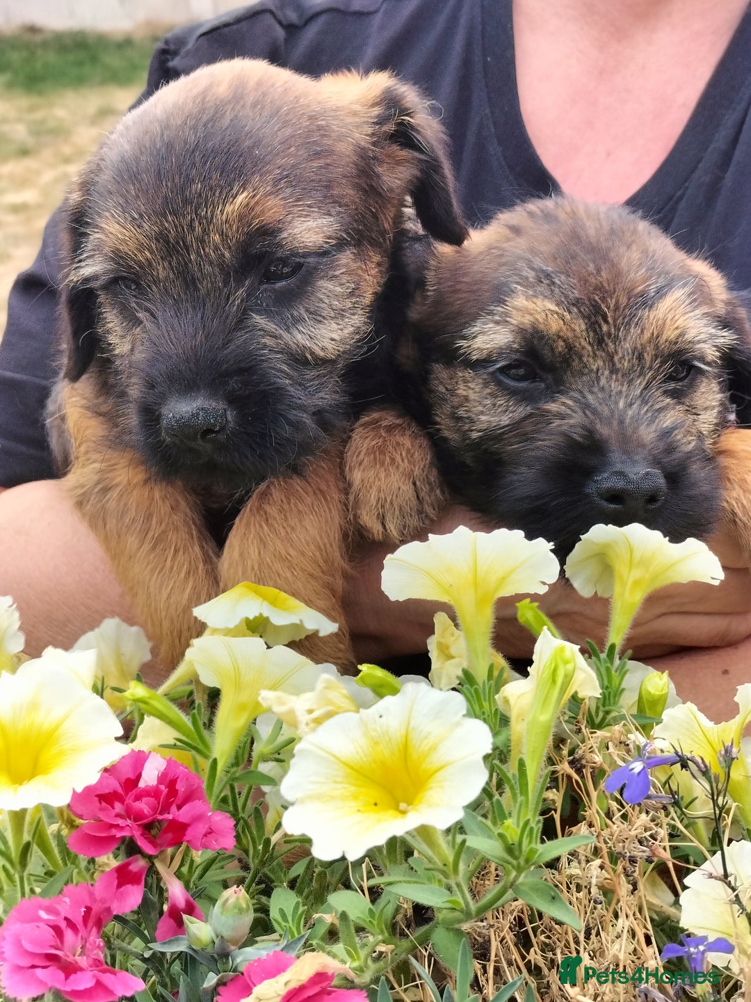 Border Terrier dogs for sale: BOY/DOG Grizzle & Tan Border terrier puppies.  - Image 1