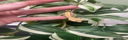 Gecko reptiles for sale: Crested Gecko Babies - Advert 2