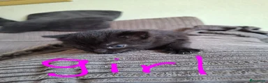 Black Female kitten