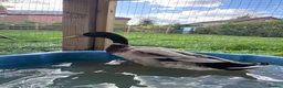 Ducks poultry for sale: Male runner duck in Leeds - Advert 1