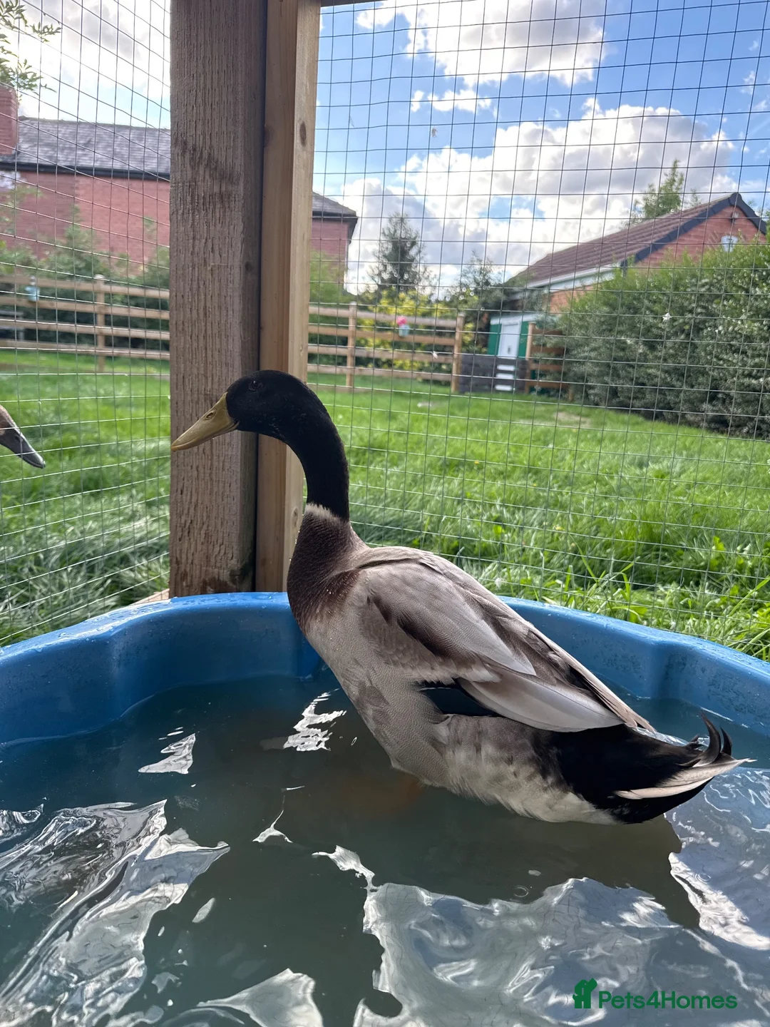Ducks poultry for sale: Male runner duck in Leeds - Advert 1