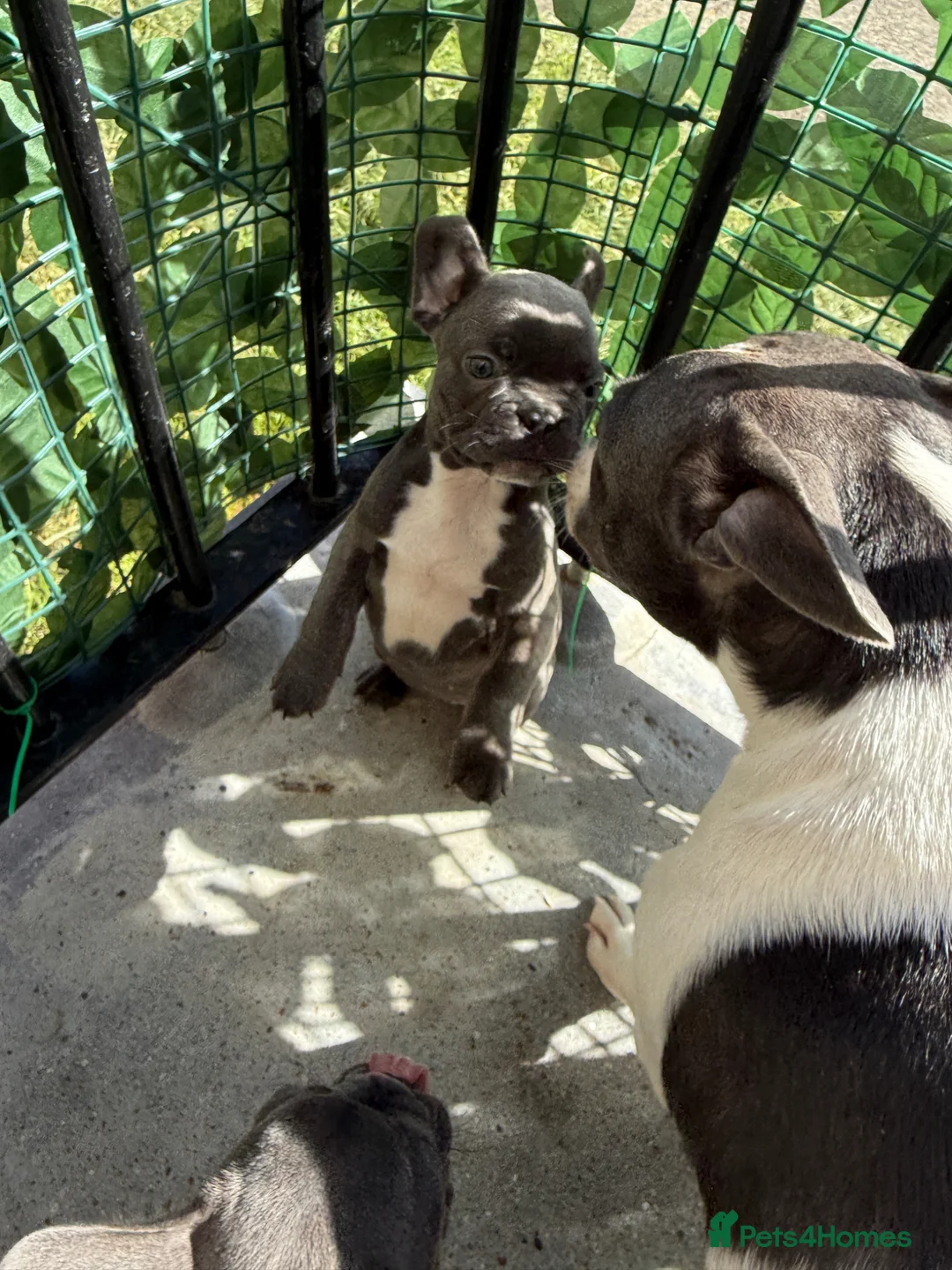 Mixed Breed dogs for sale: Frenchie x Boston 2 lilac/brindle 1 blue  - Advert 16