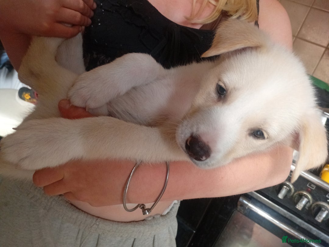 Mixed Breed dogs for sale: Alaskan malamute cross collies puppy's  - Image 4