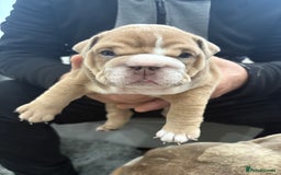 English Bulldog dogs for sale: English bulldog puppies  - Advert 33