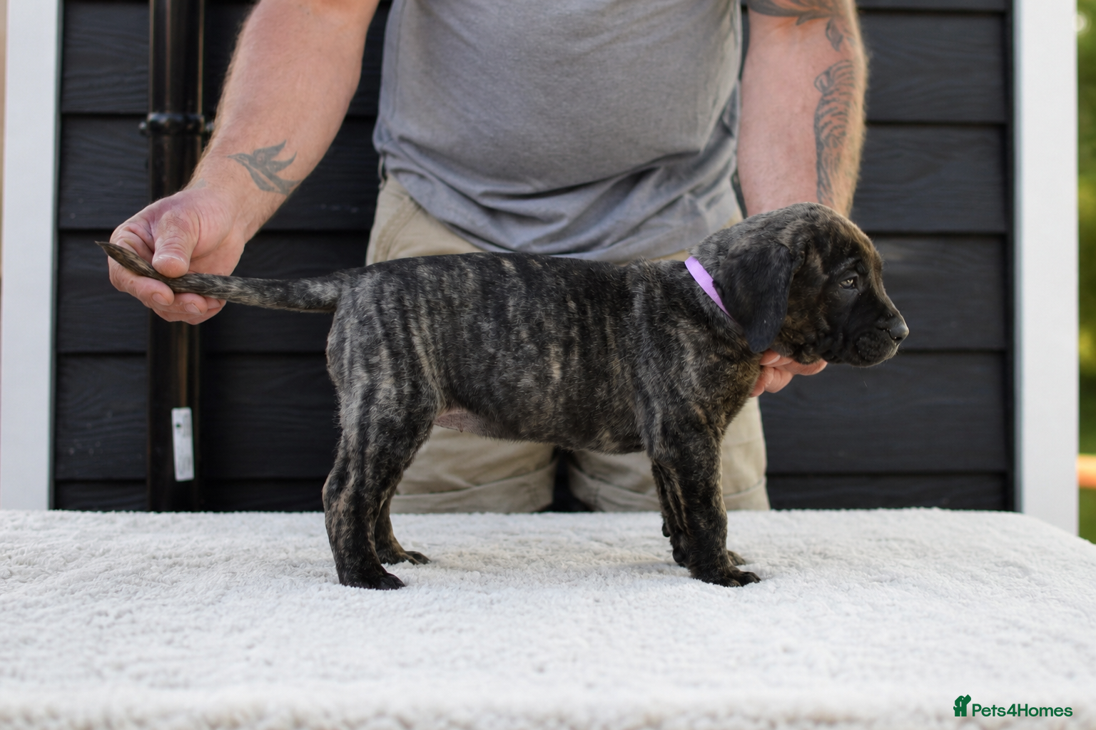 Presa Canario dogs for sale: Presa Canario puppies champion bloodlines - Advert 11