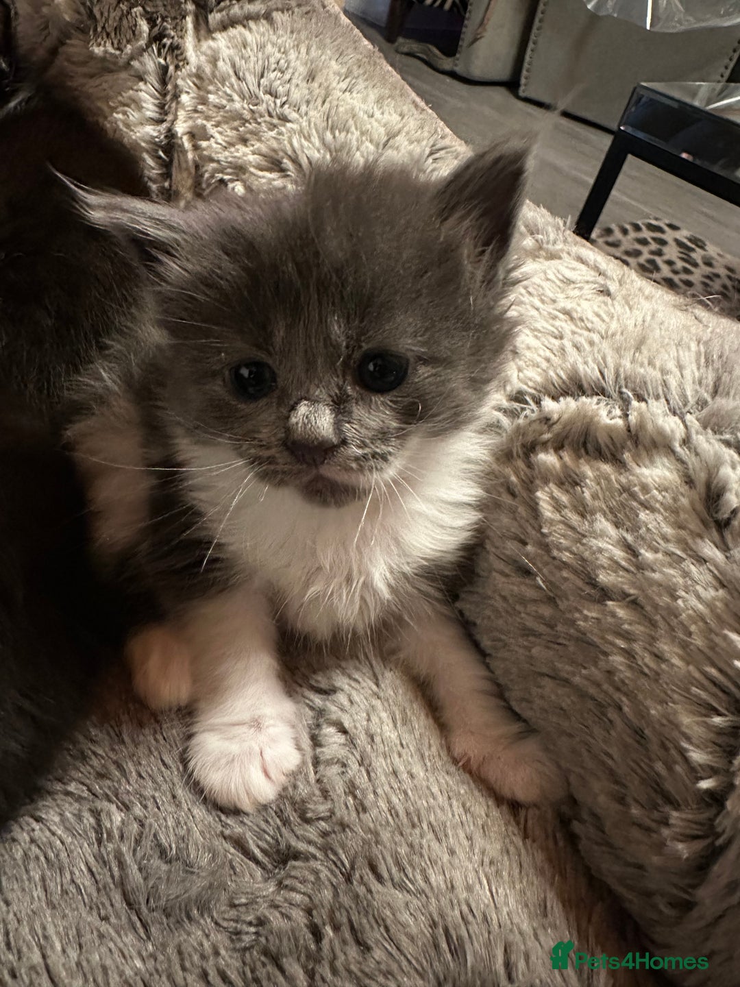 Maine Coon cats for sale: Maine Coon Crosses - Advert 12