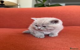 British Shorthair cats for sale: British shorthair kittens  - Image 5