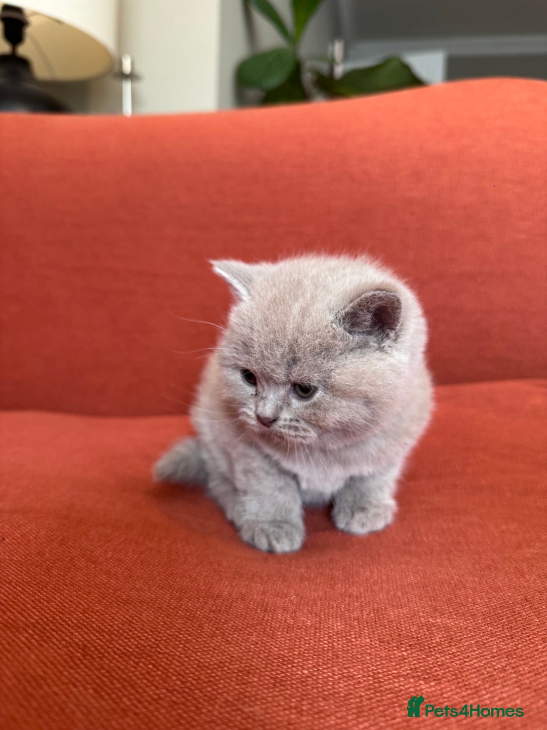 British Shorthair cats for sale: British shorthair kittens  - Image 5