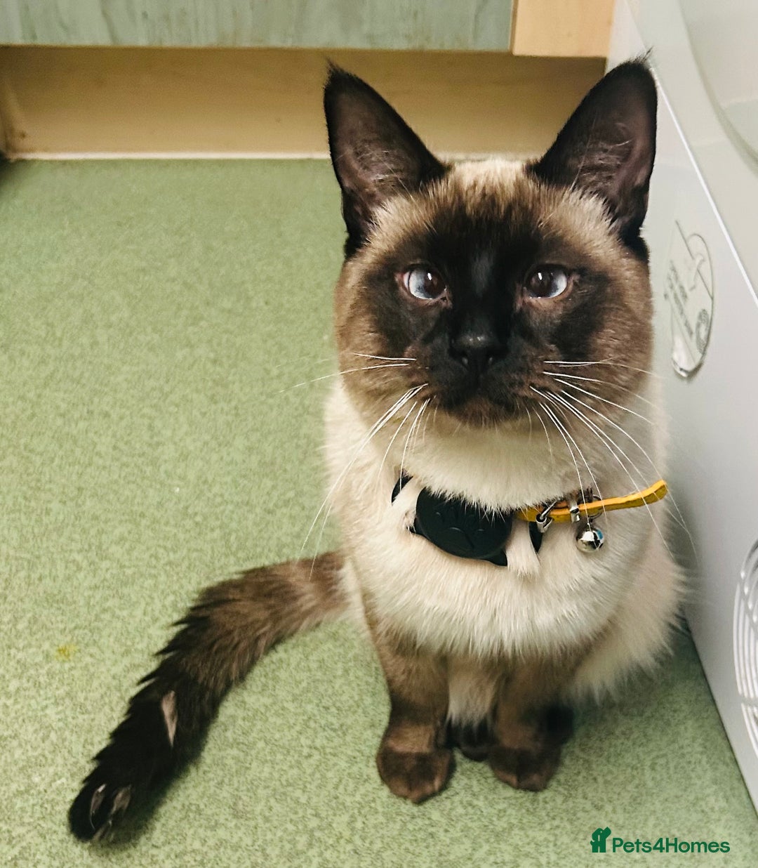 Mixed Breed cats for sale: Musa  - Advert 2