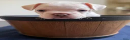 French Bulldog dogs for sale: Beautiful French Bulldog Puppies  - Advert 3