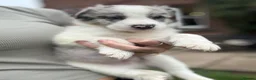 Border Collie dogs for sale: Pure Bred Border Collie Puppies For Sale - Advert 7