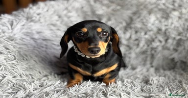 Miniature Dachshund dogs - Advert 8