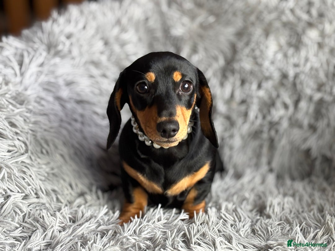Miniature Dachshund dogs for sale: Re available PRA Clear KC Reg MiniDachshund - Image 2