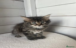 Mixed Breed cats for sale: Mixed breed kittens - Image 1