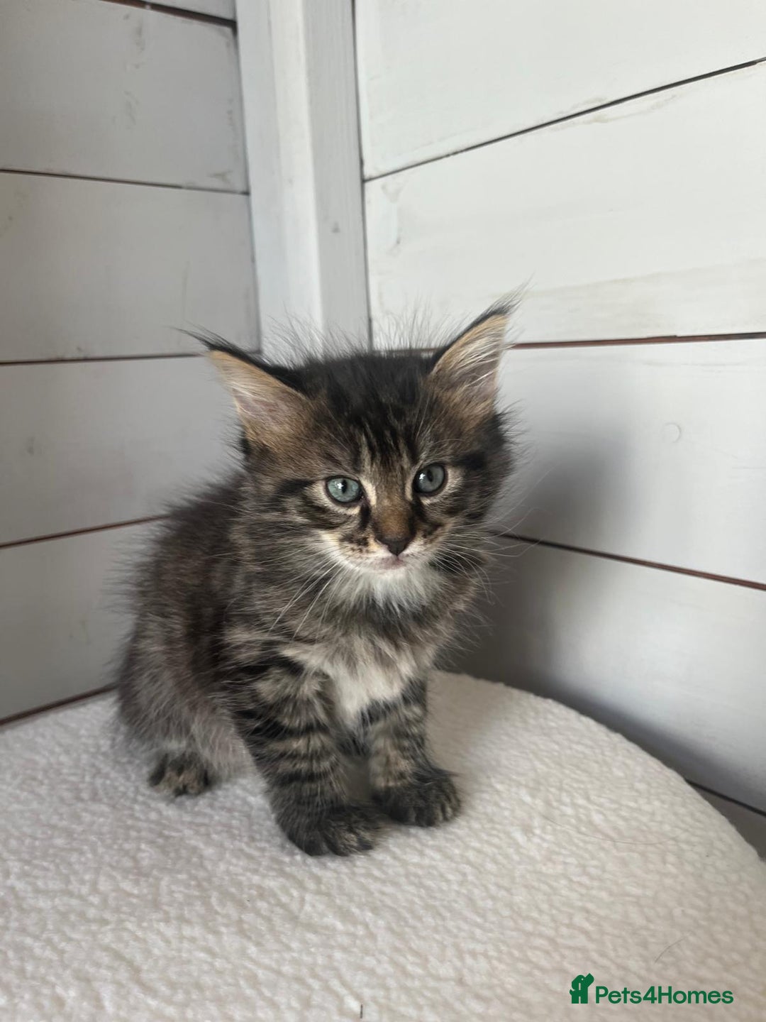 Mixed Breed cats for sale: Mixed breed kittens - Image 1
