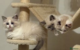 Ragdoll cats for sale: Ragdolls kittens- - Advert 2